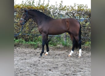 KWPN, Semental, 2 años, 171 cm, Castaño oscuro