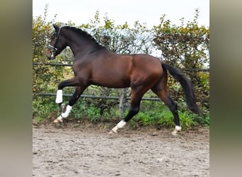 KWPN, Semental, 2 años, 171 cm, Castaño oscuro