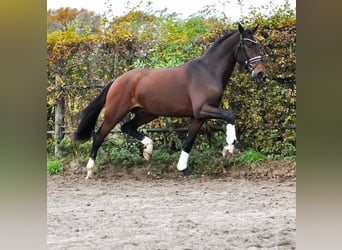 KWPN, Semental, 2 años, 171 cm, Castaño oscuro