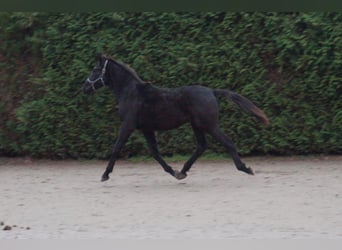 KWPN, Semental, 2 años, 175 cm, Negro