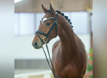 KWPN, Semental, 2 años, Castaño