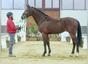 KWPN, Semental, 2 años, Castaño