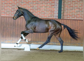 KWPN, Semental, 2 años, Castaño oscuro