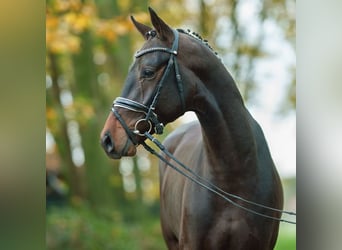 KWPN, Semental, 2 años, Castaño oscuro