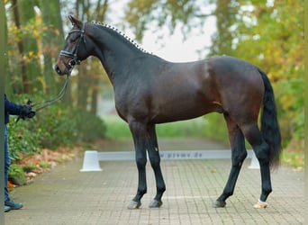 KWPN, Semental, 2 años, Castaño oscuro