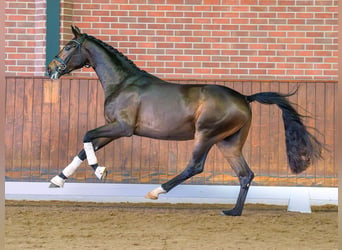 KWPN, Semental, 2 años, Castaño oscuro