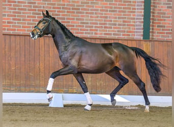 KWPN, Semental, 2 años, Castaño oscuro