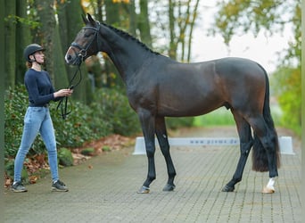 KWPN, Semental, 2 años, Castaño oscuro