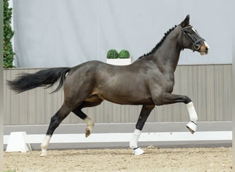 KWPN, Semental, 2 años, Castaño oscuro