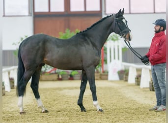 KWPN, Semental, 2 años, Castaño oscuro