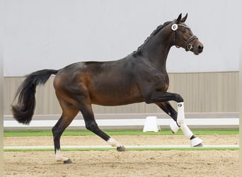 KWPN, Semental, 2 años, Castaño oscuro