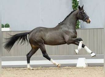 KWPN, Semental, 2 años, Castaño oscuro