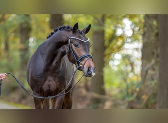 KWPN, Semental, 2 años, Castaño oscuro