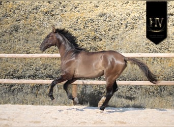 KWPN, Semental, 2 años, Grullo