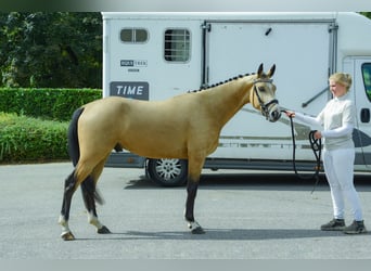KWPN Mestizo, Semental, 3 años, 148 cm, Buckskin/Bayo