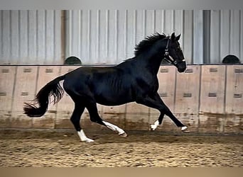 KWPN, Semental, 3 años, 153 cm, Negro