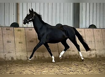 KWPN, Semental, 3 años, 153 cm, Negro