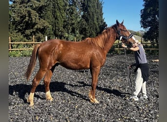 KWPN, Semental, 3 años, 160 cm, Alazán-tostado