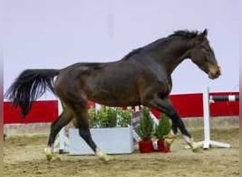 KWPN, Semental, 3 años, 161 cm, Castaño