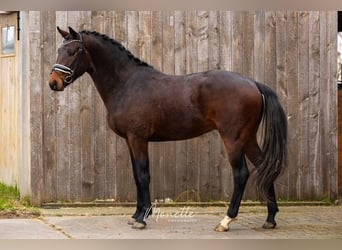 KWPN, Semental, 3 años, 162 cm, Castaño