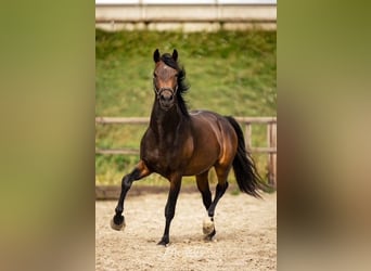 KWPN, Semental, 3 años, 162 cm, Castaño