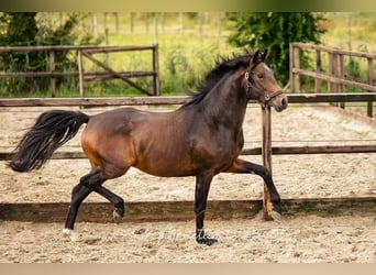 KWPN, Semental, 3 años, 162 cm, Castaño