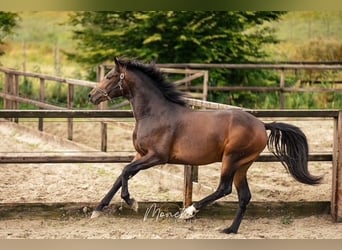 KWPN, Semental, 3 años, 162 cm, Castaño