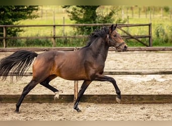 KWPN, Semental, 3 años, 162 cm, Castaño