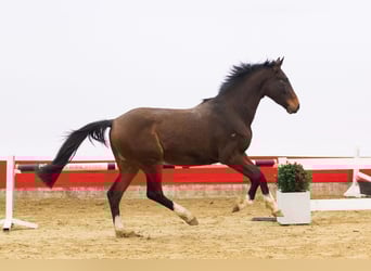 KWPN, Semental, 3 años, 162 cm, Castaño