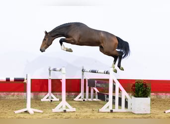 KWPN, Semental, 3 años, 163 cm, Castaño