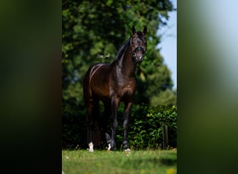 KWPN, Semental, 3 años, 163 cm, Castaño oscuro