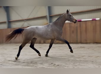 KWPN, Semental, 3 años, 163 cm, Tordo