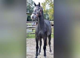 KWPN, Semental, 3 años, 163 cm, Tordo