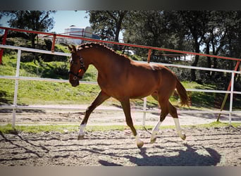 KWPN, Semental, 3 años, 164 cm, Alazán-tostado