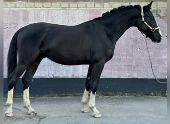 KWPN, Semental, 3 años, 164 cm, Negro