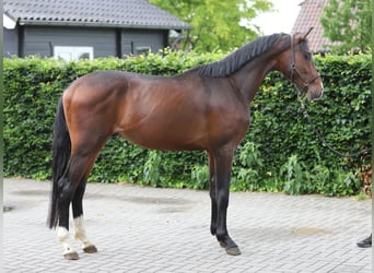 KWPN, Semental, 3 años, 165 cm, Castaño