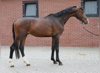 KWPN, Semental, 3 años, 165 cm, Castaño