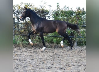 KWPN, Semental, 3 años, 165 cm, Castaño