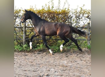 KWPN, Semental, 3 años, 165 cm, Castaño