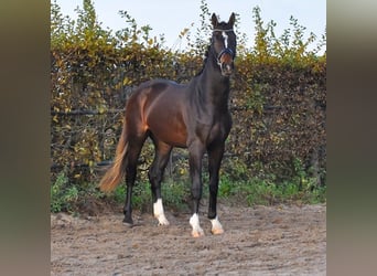 KWPN, Semental, 3 años, 165 cm, Castaño