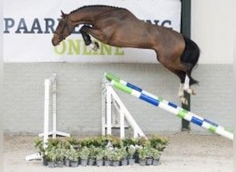 KWPN, Semental, 3 años, 165 cm, Castaño