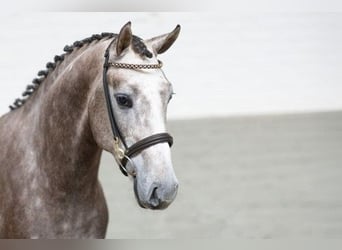 KWPN, Semental, 3 años, 165 cm, Castaño claro