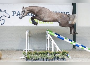 KWPN, Semental, 3 años, 165 cm, Castaño claro