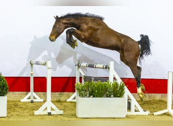 KWPN, Semental, 3 años, 166 cm, Castaño