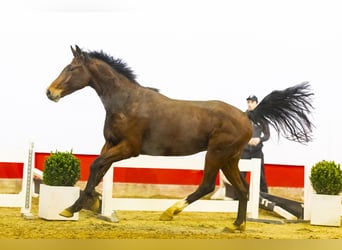 KWPN, Semental, 3 años, 166 cm, Castaño