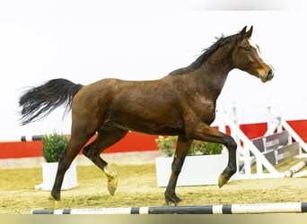 KWPN, Semental, 3 años, 166 cm, Castaño