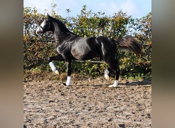 KWPN, Semental, 3 años, 166 cm, Negro