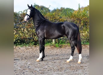 KWPN, Semental, 3 años, 166 cm, Negro