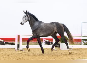 KWPN, Semental, 3 años, 166 cm, Tordo