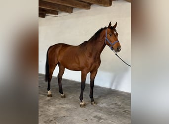 KWPN, Semental, 3 años, 167 cm, Castaño rojizo